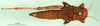 CollectionObject 1578812; 56199d8c-b45d-499b-b1cb-b1ee9ac2ca1f: female, dorsal view (syntype). (CollectionObject).