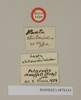 Petasodes moufeti (Kirby, 1817): Copyright Natural History Museum, London. Labels from holotype (unsexed nymph) of synonym Laxta chitonoides Walker, 1868 in BM(NH). (Otu).
