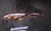 CollectionObject 1504772; CC 3226210, 5d20e787-0c96-41f8-bcbb-f0799c83b00b: male habitus lateral view (topotype). (CollectionObject).