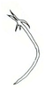 Aedeagus, lateral view on Carapona villaria (DeLong & Foster, 1982) now Carapona munia (DeLong & Freytag, 1975): Male holotype [C. villaria]: aedeagus, lateral view. (Observation).