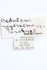 CollectionObject 1591764; 67a4e28f-af10-49fe-8cb8-6dc942c84e58: labels (paratype). (CollectionObject).