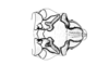 Aucacris eumera Hebard, 1929: Fig. 14. male, phallic complex, dorsal view. (Otu).
