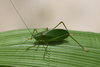 Ectomoptera nepicauda Ragge, 1980: 2013. female (E Usambara, Amani). (Otu).