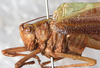 CollectionObject 1532181; f14100e0-ffd9-4d42-8fdb-0114eb63d20a: male, lateral view (holotype). (CollectionObject).