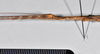 CollectionObject 1562689; 3bbbe859-9664-4566-ad6e-06c649b7a7b9: copyright QM. female: head & thorax, lateral view (holotype). (CollectionObject).