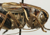 CollectionObject 1535969; 2e7f994d-7944-4afe-971e-93154869e6a2: male head and pronotum, lateral view (syntype). (CollectionObject).