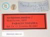 CollectionObject 1560637; NHMUK(SF IMPORT DUPLICATE) 845142', 96f9c039-1cbe-42fa-8048-a7bdb18eb280: copyright Natural History Museum, London. male of Orthomeria pandora, data labels (paralectotype) [round label reversed]. (CollectionObject).
