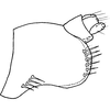 Pygofer, lateral view on Edwardsiana javedi Ahmed & Naheed, 1981: Pygofer, lateral view. (Observation).