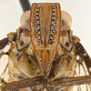Head: !! display not done !! on Biolleyana pictifrons (Stål, 1864): (Observation).