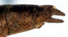 Kawanaphila triodiae Rentz, 1993: male cerci (paratype). (Otu).