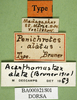 CollectionObject 1500938; 63ac1992-8fc3-4f98-92f7-c765b5a04e1d, DORSA BA000321S01: labels (holotype). (CollectionObject).