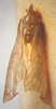 Habitus, dorsal view on Cobacella rubescens (Fowler, 1900): (Observation).