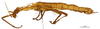 CollectionObject 1558962; 17d39c69-c611-40bc-845c-bbe2998b1c21: copyright MNHN, Paris. female, lateral view (holotype). (CollectionObject).