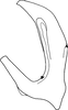 Aedeagus, lateral view on Bonaspeia stilleri Davies, 1987: Aedeagus, lateral view. (Observation).