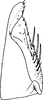 Subgenital plate, ventral view on Diomma (Diomma) Motschulsky, 1863: Subgenital plate (D. taiwana Shiraki). (Observation).