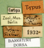 CollectionObject 1501483; 0f9465b1-cf03-4bf7-8ea4-725b1b782708, DORSA BA000371S01: labels (holotype). (CollectionObject).
