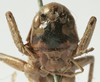 CollectionObject 1539765; 08b06cd0-29ef-4197-825c-1db234c6bb17: male face (syntype of Psorodonotus riveti). (CollectionObject).