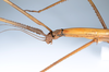 CollectionObject 1558330; 843128b7-baa7-496b-81ae-db49fd24487f: copyright ZMUH, Hamburg. female: head & thorax, lateral view of synonym Eustygera godeffroyi (syntype). (CollectionObject).