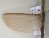 CollectionObject 1562061; NMW 975, 8c1b9482-bba8-4238-b57e-5ff78af64103: copyright NMW, Vienna. male, wings of synonym Sosibia macera (lectotype). (CollectionObject).