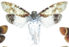Habitus, dorsal view on Cerogenes auricomus (Burmeister, 1835): (Observation).