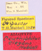CollectionObject 1499644; a076796a-b694-406e-a7db-b60cd463b277: labels (allotype). (CollectionObject).
