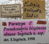 CollectionObject 1594719; 2ffdc3f2-ca5e-4a9d-9662-7a19607fab1c: labels (paratype). (CollectionObject).