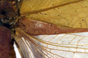 CollectionObject 1501983; 25ff719b-ef92-4180-bc68-dcb3c4536f5c: male, base of left tegmen (lectotype of Mastighapha crassicornis). (CollectionObject).