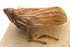Habitus, lateral view on Fowlerium naso (Fowler, 1904): (Observation).
