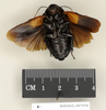 Panesthia regalis Walker, 1868: Copyright Natural History Museum, London. Paralectotype (adult male) in BM(NH). Ventral view. (Otu).