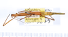 CollectionObject 1563197; 5c7ea216-d2ca-4a2e-be4e-2c262a27d041: copyright ANSP. female, dorsal view (paratype). (CollectionObject).