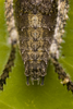 CollectionObject 2744362; d70ab0df-ae9f-481d-9193-d316f575ef77: Male. Abdominal tergites and terminalia. Ventral view. Lago Lanalhue, Biobío, Chile. Photo: Francisco Rivas. (CollectionObject).