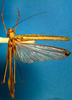 CollectionObject 1500640; 8569f306-b1e4-4148-a76a-1efe8f8ac301, DORSA BTstedilS01: female, dorsal view (lectotype). (CollectionObject).