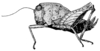 Moluccasia buruana (Günther, 1939): Fig. 157 [probably after type specimen]. female, lateral view (total length 13 mm, pronotum 9.6 mm, hind femur 8 mm). (Otu).