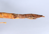 CollectionObject 1590081; 895a6d0c-875c-4869-b7ef-958a1f7a52fb: copyright MNHN, Paris. female of Agrostia cinerea: end of abdomen, lateral view (neotype). (CollectionObject).