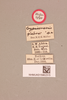 CollectionObject 1518537; 8ef9c147-f707-4639-ae9d-fb0d48d75925, NHMUK015982315: Crypsicerus glaber (holotype). (CollectionObject).