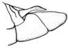 Leiotettix pulcher Rehn, 1913: Fig 37. male abdomen tip, lateral view. (Otu).