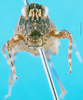 CollectionObject 1500820; 065394ed-f10b-4fae-a234-6be53acf864a: female, frontal view (syntype). (CollectionObject).