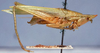 CollectionObject 1576642; NMW 22052, 54e50fc9-4298-425f-950e-d65cfb3c081e: male, lateral view. (CollectionObject).