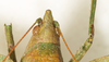 CollectionObject 1531473; 291a1cf9-8094-4906-835d-e1a6b85d0530: male head, dorsal view (syntype of Conocephalus nigropunctatus). (CollectionObject).