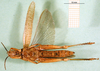 CollectionObject 1502500; 5ee6d0cf-e02d-4cfb-b66a-210422822ec2: female, ventral view (paratype of Catantops pamae). (CollectionObject).