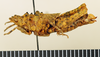 CollectionObject 1571033; c53858c4-8761-4ae8-bcc0-c7e729f32ef3: female, lateral view (paratype). (CollectionObject).