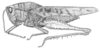 Xyleus discoideus angulatus (Stål, 1873): Fig. 8. female habitus (specimen from Brasil, Pernambuco, Recife). (Otu).