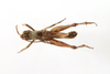 CollectionObject 1589246; 1b3597a8-5a2c-485d-ab50-e2d03662763a: female, dorsal view (paratype). (CollectionObject).