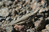 Pyrgomorpha (Pyrgomorpha) tereticornis (Brullé, 1840): brown morph, individual from Gran Canaria (Canary Islands). (Otu).
