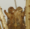 CollectionObject 1534992; 17910123-460b-4ab9-9218-02654dfaa74b: male cerci (syntype). (CollectionObject).