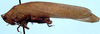 CollectionObject 1522594; 249adbab-a384-4237-8dc1-8211d79d1e06: female, lateral view (syntype). (CollectionObject).;CollectionObject 1522595; 849597fc-ce67-4a26-9077-19f6c1168f1d: female, lateral view (syntype). (CollectionObject).