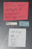 CollectionObject 1527242; 2f235ade-c2ce-40c4-aae2-8ea848c51486, CASENT 18172: labels (neotype). (CollectionObject).