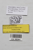 CollectionObject 1573627; 918c6511-9d11-4910-8436-280fac99aca4: male, data labels (paratype). (CollectionObject).