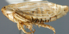 Habitus, lateral view: Euscelis seriphidii, lateral habitus (INHS). (Observation).
