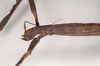 CollectionObject 1559458; NHMUK(SF IMPORT DUPLICATE) 844621, 9b490768-d036-4de7-b05c-5ef3bf418c8c: copyright Natural History Museum, London. female: head and thorax, lateral view of Hermogenes hosei (holotype). (CollectionObject).
